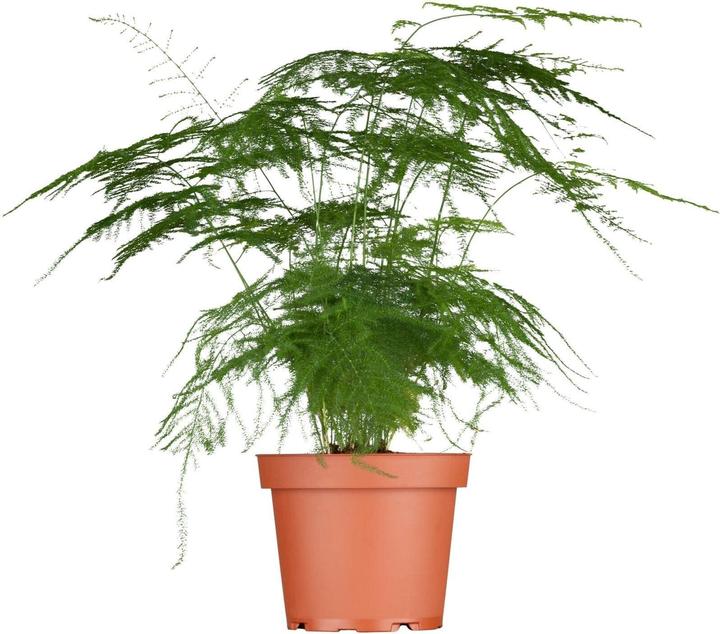 Produktbild Plantlovers Asparagus Setaceus Bush (Zierspargel) (35 cm, Frisch umgetopft)