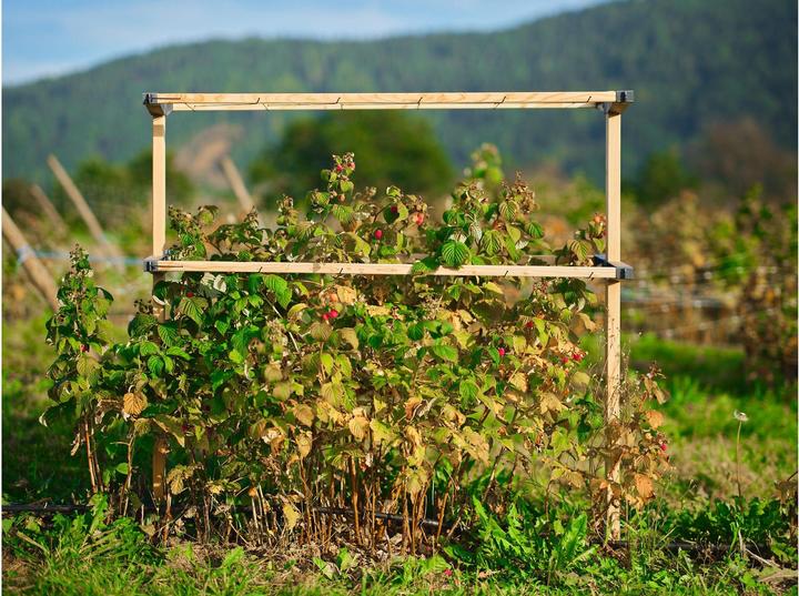 Productafbeelding Gusta Garden BERRY BUDDY modulaire bruine bessenhouder (93 cm, 11.90 cm)