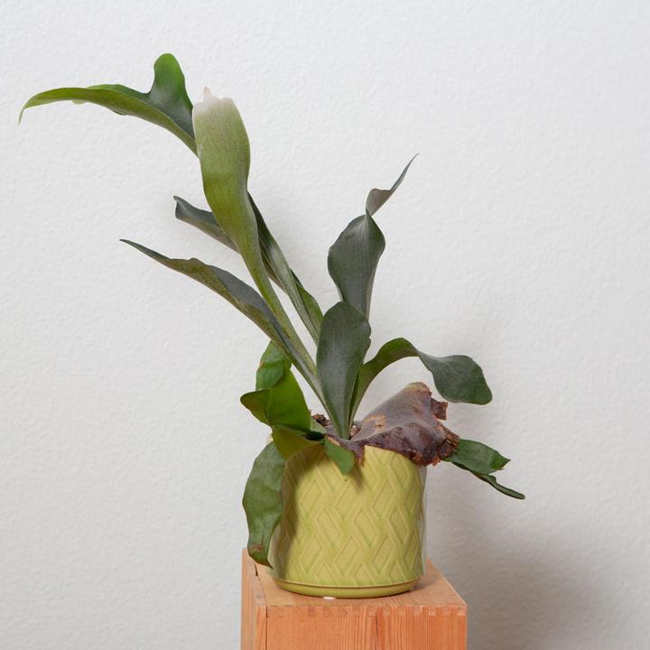 Produktbild VEG and the City Norja (Hirschgeweihfarn Platycerium) (40 cm)