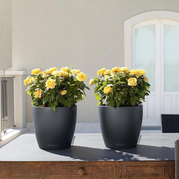 Actual product image Lechuza Classico Color (34.50 cm)