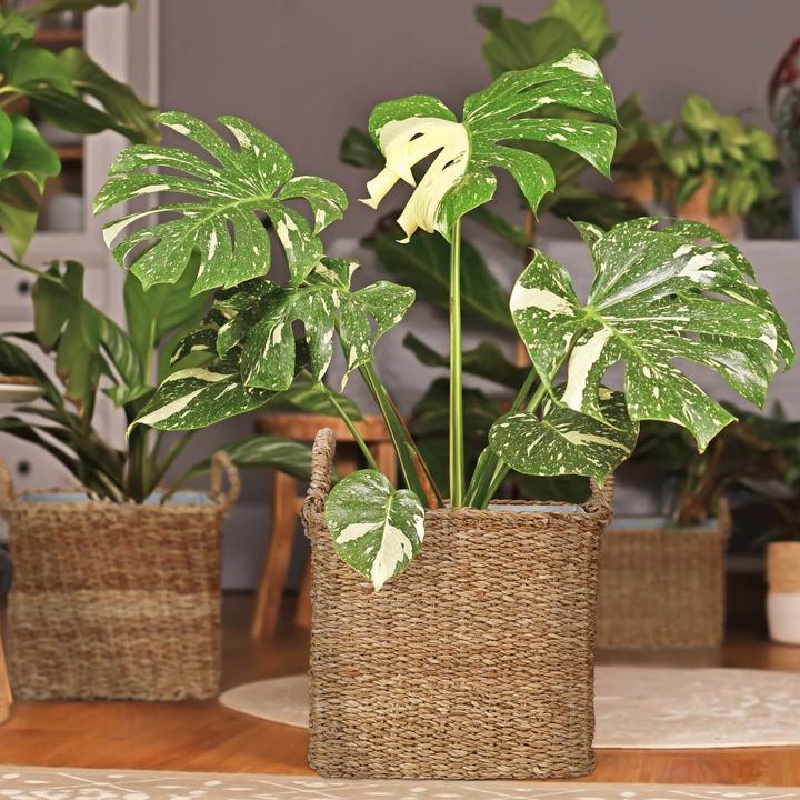 Actual product image Relaxdays plant basket (35 cm)