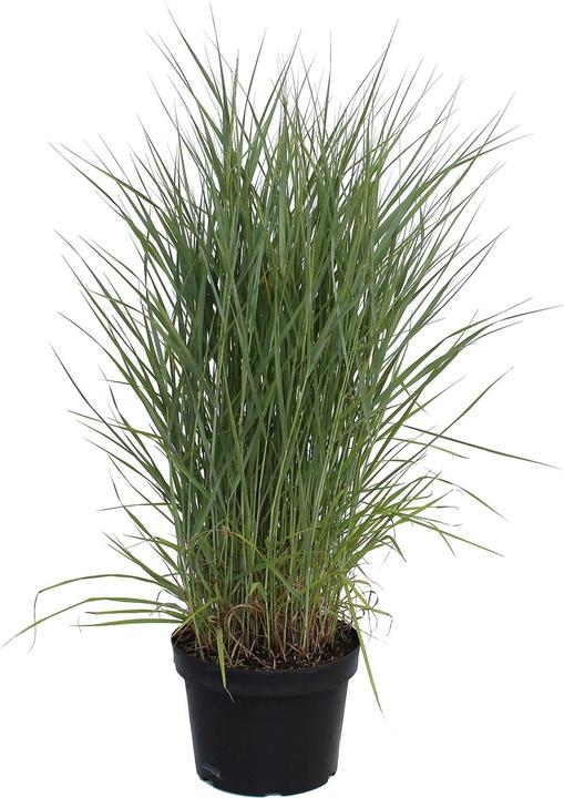 Immagine prodotto Zulauf Rutenhirse / Panicum virgatum Prairie Sky (40 cm)