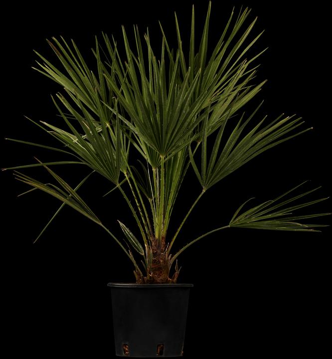 Produktbild Hanfpalme (90 cm)