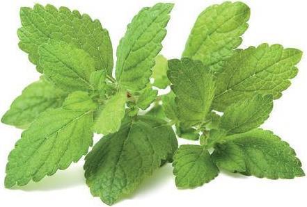 Actual product image Click and Grow Lemon Balm (Herb seeds)