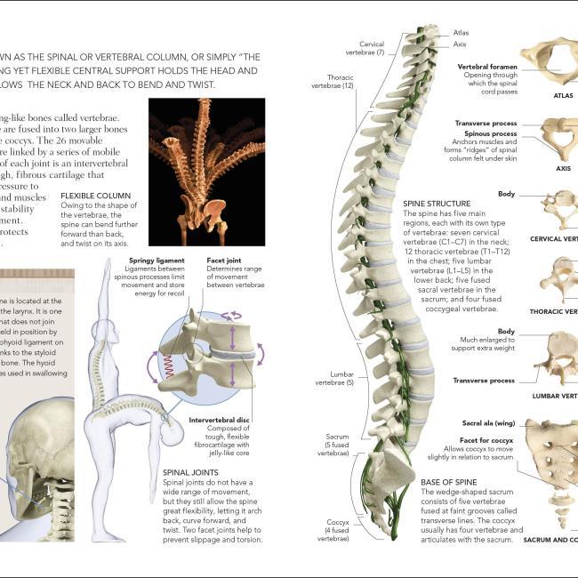 Produktbild The Concise Human Body Book (Englisch, DK, 2019)
