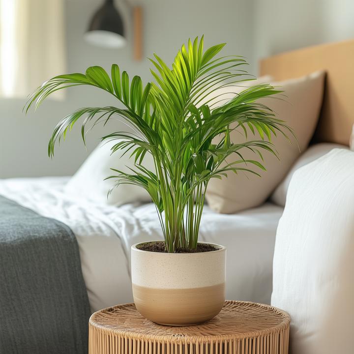 Produktbild Plant in a Box Dypsis Lutescens - 3er Set Areca Goldfruchtpalme (30 cm)