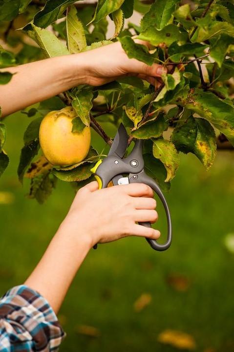 Actual product image My Garden Sekatorius CRAZY 200 mm (maks. 30 mm)
