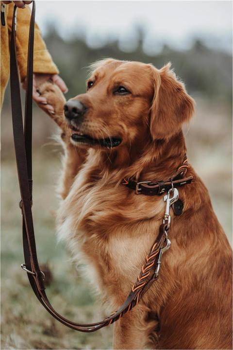 Actual product image Hunter Solid Education Cord Dog Leash (Dog, General)