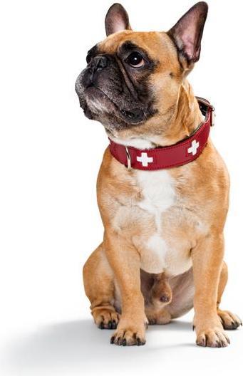 Actual product image Hunter Swiss (Dog, Dog sport)