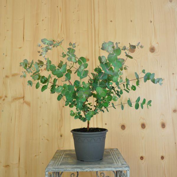 Produktbild Säntispracht 2 er Set, Eukalyptus - Eucalyptus cinerea Silver Tropfen (100 cm)