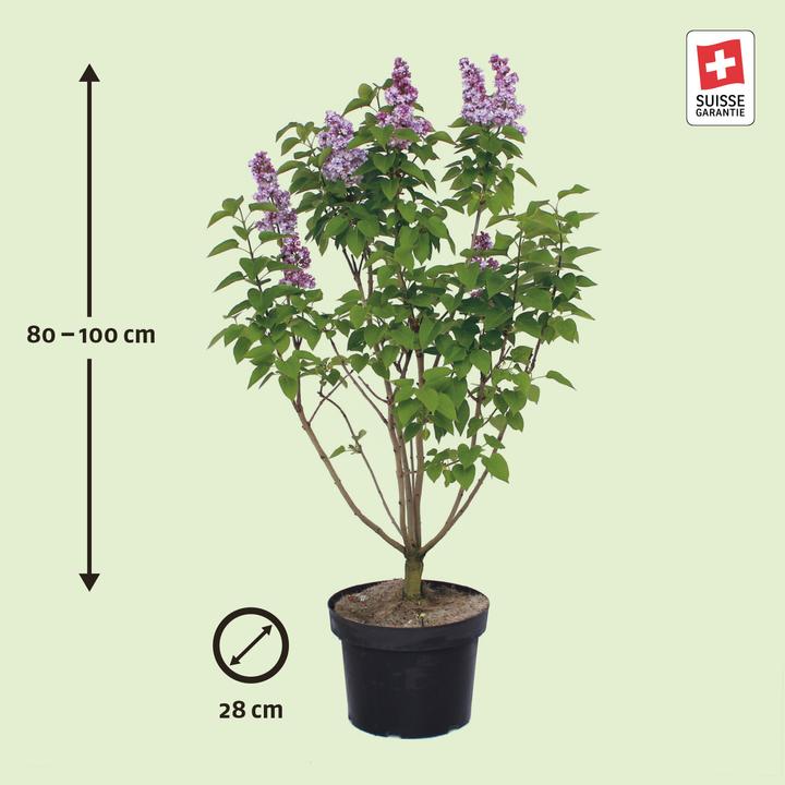 Produktbild Zulauf Gemeiner Flieder / Syringa vul. 'Michel Buchner' (100 cm)