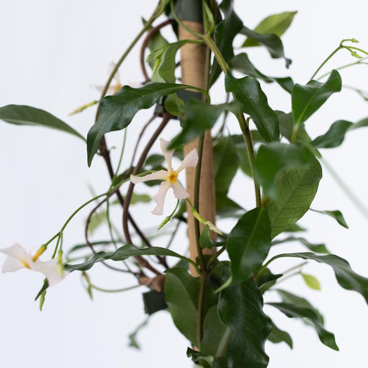 Actual product image Plant in a Box Trachelospermum jasminoides 'Pink Showers' - (110 cm)