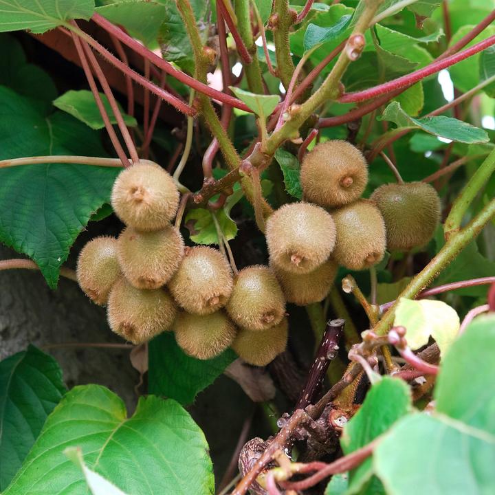 Image du produit Zulauf Beeren-Kiwi / Actinidia deliciosa 'Jenny' (100 cm)