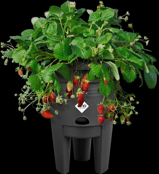 Produktbild Elho Green Basics Erdbeertopf (33 cm)