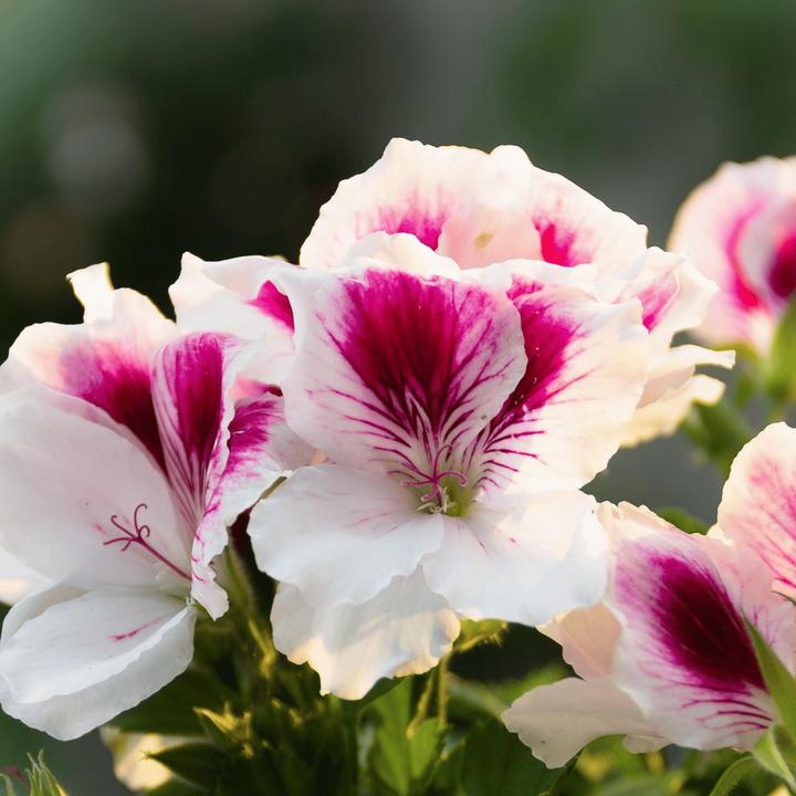 Produktbild Plant in a Box Pelargonium ‘Orange Fizz’, 'Pink Capitatum', 'Lizzy' - 6er-Set Anti-Moskito-Pflanze (15 cm)