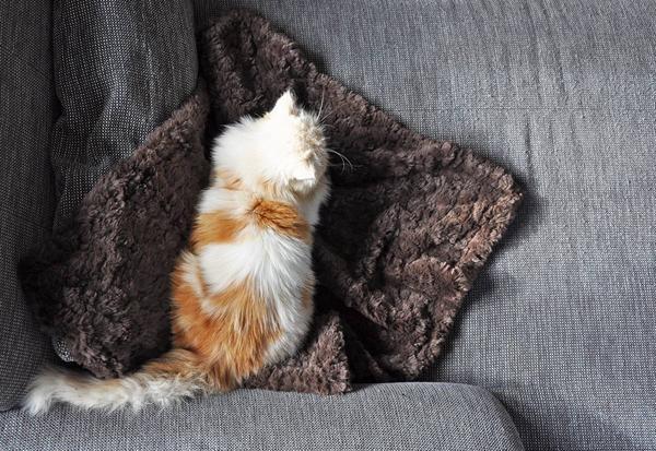 Produktbild Colly Felldecke Soft, 160 cm x 200 cm, beige (Hund, Katze)
