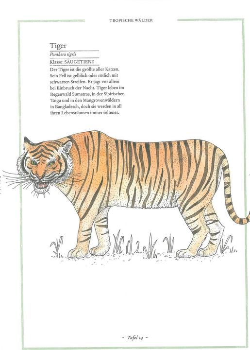 Produktbild Käfer, Katze, Krokodil (Deutsch, Emmanuelle Tchoukriel, Virginie Aladijdi, Cornelia Panzacchi, 2010)