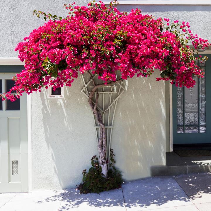 Actual product image Plant in a Box Bougainvillea (50 cm)