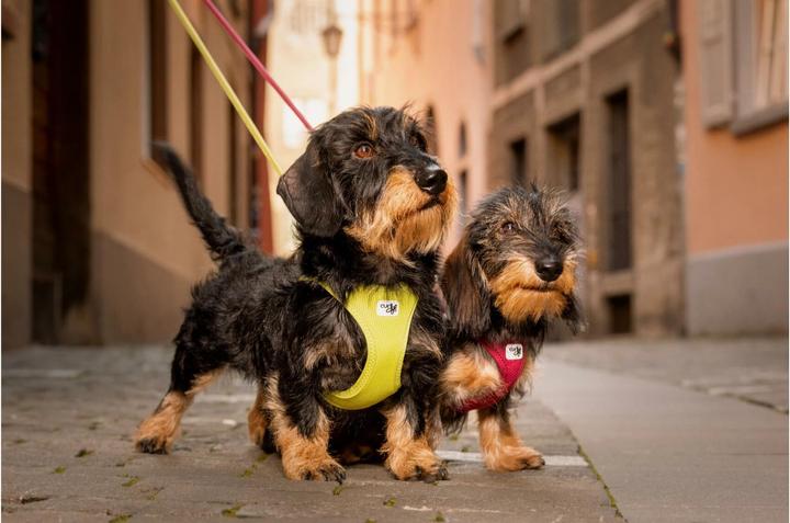 Produktbild Curli Vest Air-Mesh (XXS, Hund, Allgemein)