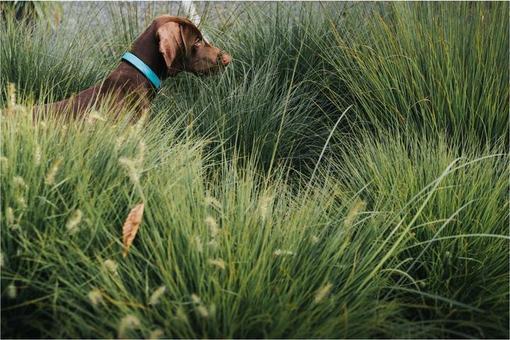 Produktbild Hunter Halsband Convenience Comfort Biothane Neoprengepolstert (Hund, Allgemein)