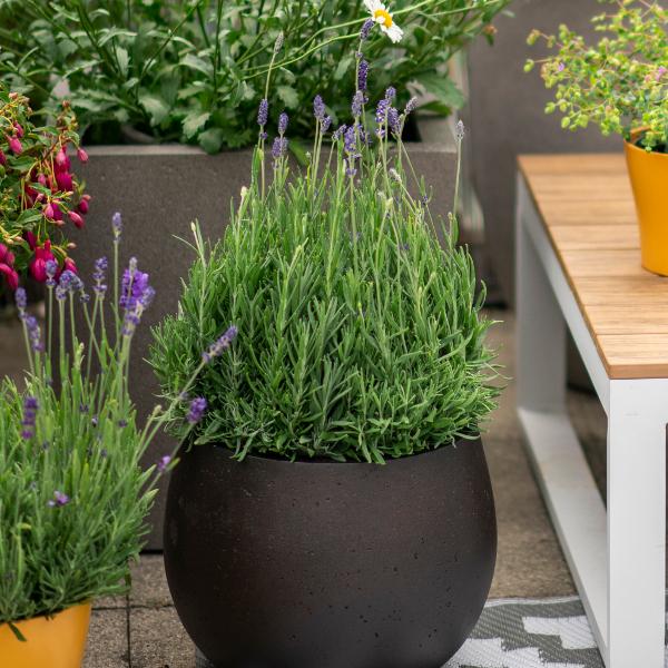 Säntispracht Lot de 2, Le parfum méditerranéen de la lavande - Lavandula Blau (40 cm)