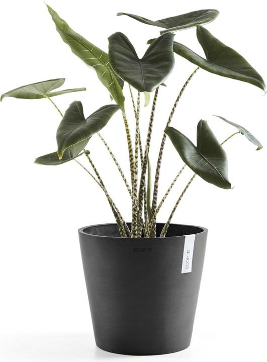 Produktbild Ecopots Amsterdam (30 cm)