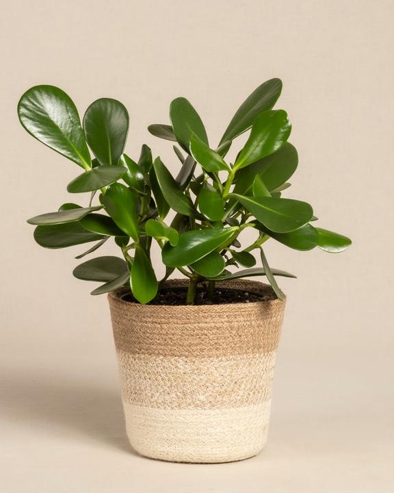Actual product image feey Clusia rosea 'Princess' (45 cm, Freshly repotted)