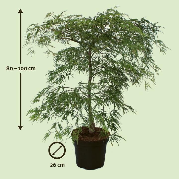 Produktbild Zulauf Japanischer Fächer-Ahorn / Acer palmatum 'Dissectum Viridis' (80 cm)