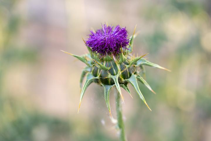 Produktbild Zollinger Bio Mariendistel (ein- bis zweijährig)