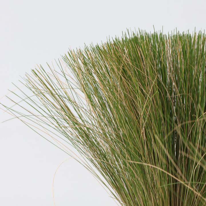 Produktbild Plant in a Box Stipa tenuifolia 'Pony Tails' - 6er Set Zier Federgras (20 cm)