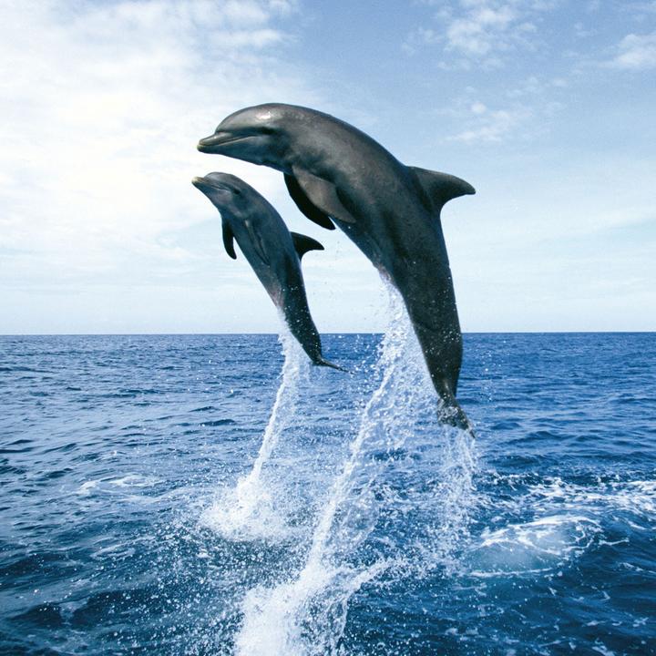 Image du produit Dolphins/Dauphins 2023 (Couverture rigide, Espagnol, Français, Tchèque, Italien, Néerlandais, Polonais, Allemand, Anglais)