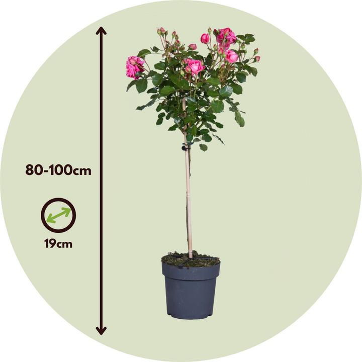 Produktbild Plant in a Box Rosa Palace 'Topkapi' - 2er-Set Stängelrosen (80 cm)