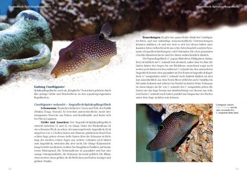 Produktbild Kugelfische im Meerwasseraquarium (Deutsch, Marco Lichtenberger, 2010)