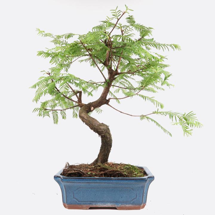 Produktbild Bonsai.ch Metasequoia Urweltmammutbaum cm (23 cm)