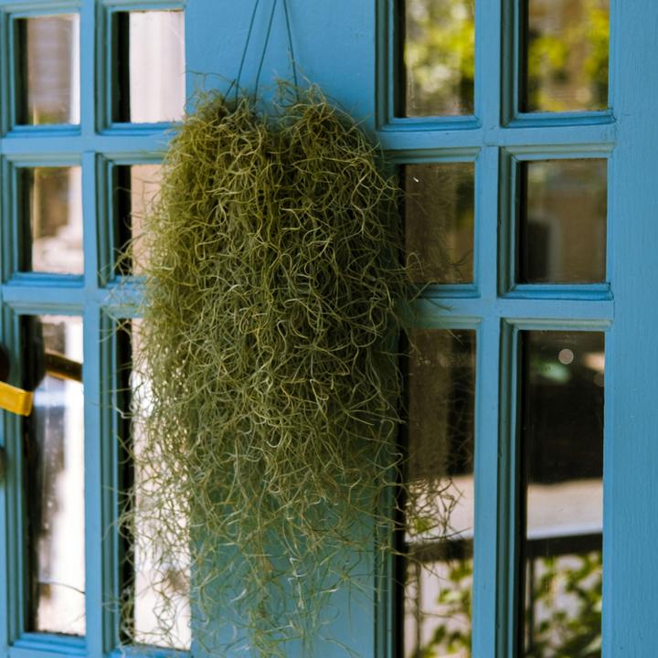 Image du produit Plant in a Box Tillandsia Usneoides (mousse d'Espagne) (25 cm)