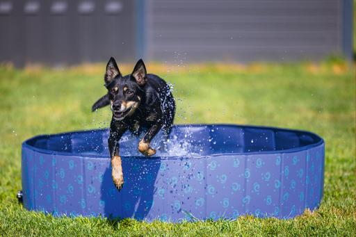 Immagine prodotto Beeztees Piscina per cani (Piscina per cani)