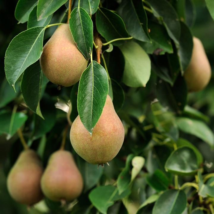 Produktbild Plant in a Box Malus 'Braeburn', Prunus avium, Pyrus 'Doyenne du Comice', Prunus domestica - 4er Mischung Obstbäum (70 cm)