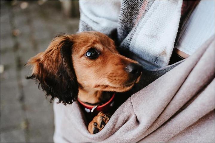 Productafbeelding Hunter Los Angeles (Hond, Wasbaar)