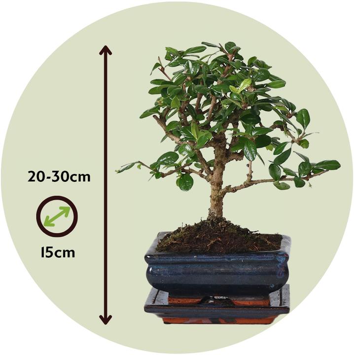 Produktbild Plant in a Box Carmona microphylla - Bonsaibaume (25 cm)