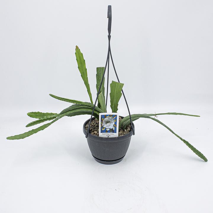 Produktbild Kakteen Gautschi Epiphyllum weisse Blüte (45 cm)