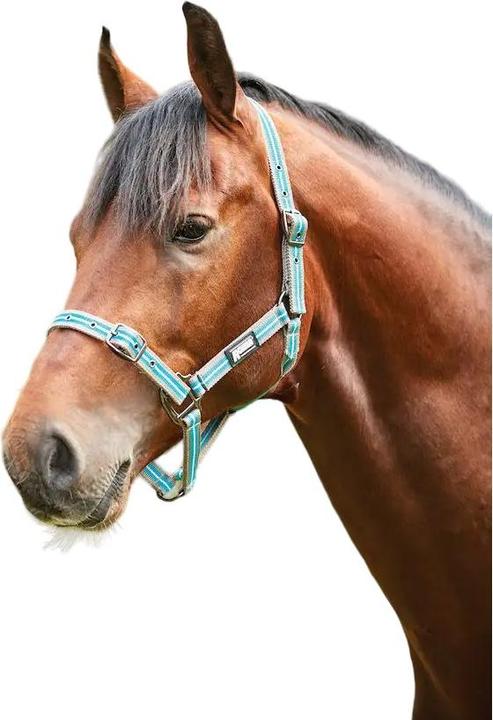 Roma Stripe Horse Headcollar
