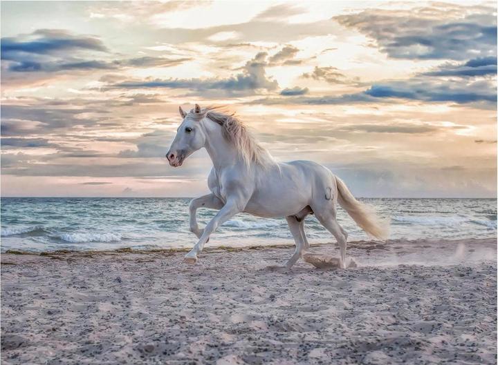 Actual product image Ravensburger Horse on the beach (500 pieces)
