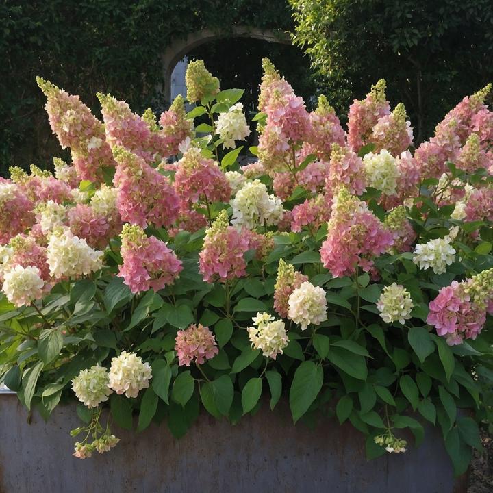 Actual product image Plant in a Box Hydrangea paniculata 'Candlelight' - set of 2 hydrangeas (25 cm)