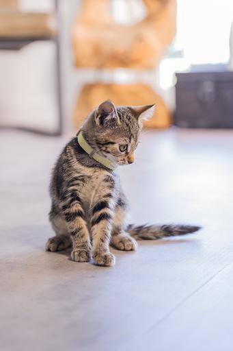 Produktbild Beeztees Blixa (Katze, Spazieren)