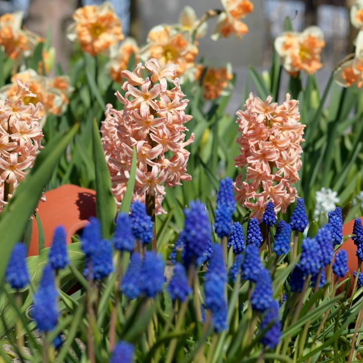 Produktbild Plant in a Box Hyacinthus Gipsy Queen - 15er-Set Hyazinthenzwiebeln (30 cm)
