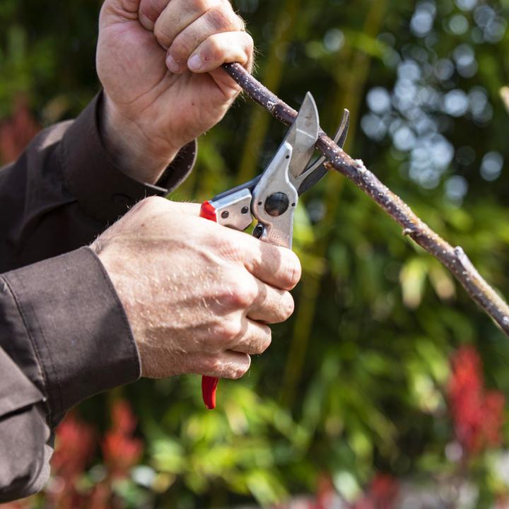 Actual product image Felco Garden shears 11