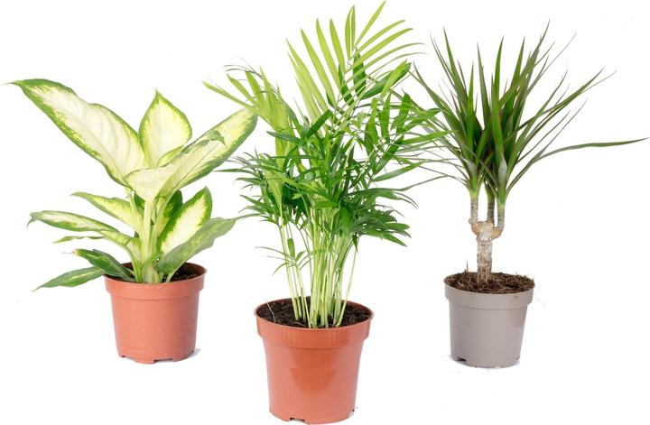 Produktbild Flowerbox 3er-Set Zimmerpflanzen Chamaedorea, Dieffenbachie, Dracaena