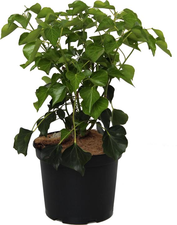 Produktbild Zulauf Gemeiner Efeu / Hedera helix 'Arborescens' (40 cm)
