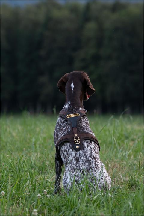 Produktbild Niggeloh Hundeführgeschirr Follow (XL, Hund, Hundesport)