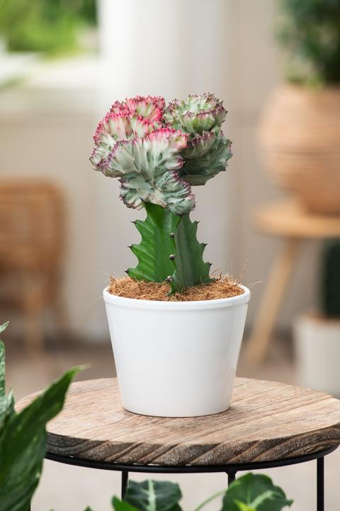 Produktbild Plant in a Box Euphorbia Lactea Cristata, Euphorbia Lactea Frankii - 2er Mischung Sukkulenten (25 cm)